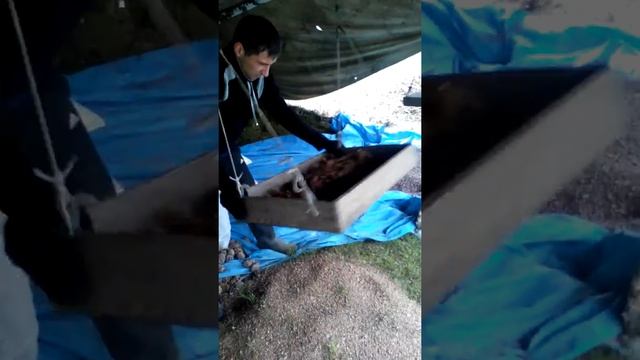 Переработка кедрового ореха смотреть онлайн