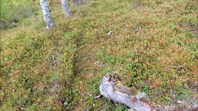 Сбор и чистка от мусора брусники смотреть онлайн
