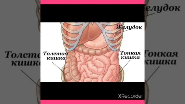 Как переваривается пища?Неожиданные факты!-Гугол знаний смотреть онлайн
