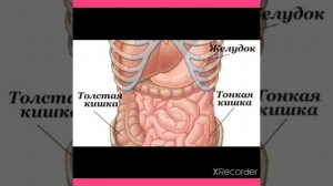 Как переваривается пища?Неожиданные факты!-Гугол знаний