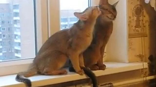 Сердитый кот и ласковая кошечка смотреть онлайн