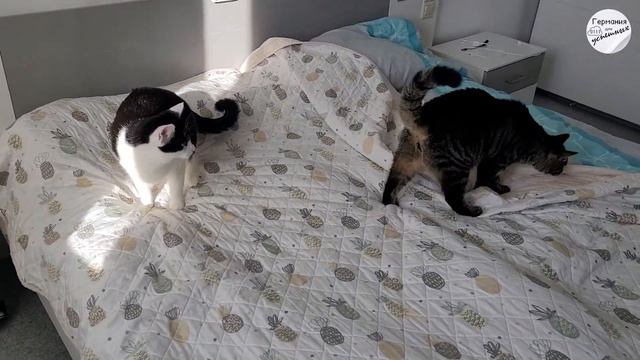 #457 Появился второй котик. Как прошла адаптация друг к другу смотреть онлайн