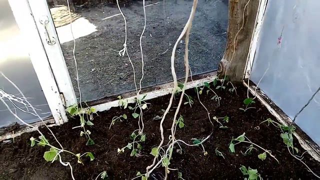 Высадили подрошие Огурцы в порник. смотреть онлайн