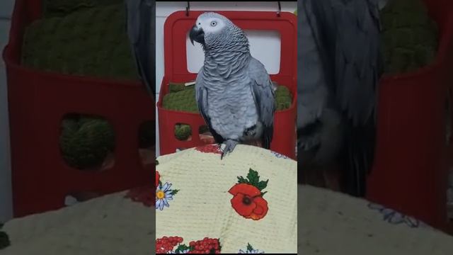 Зая,гуляла? Поспи!  Танцует Козел!