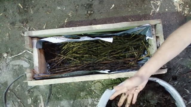 #грибы #садогород #вдомашнихусловиях  #своимируками Васаживаем мицелий.