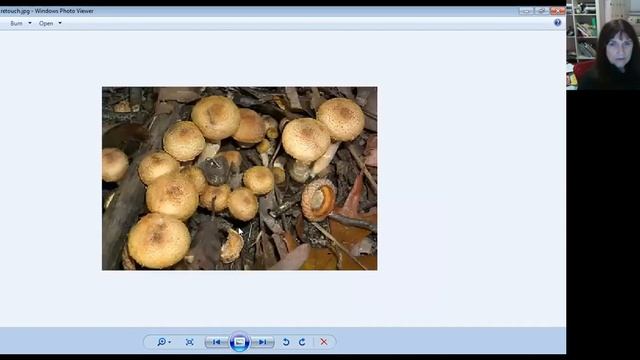 Lecture: Leon Shernoff "Fall Mushooms" 10.3.20 смотреть онлайн