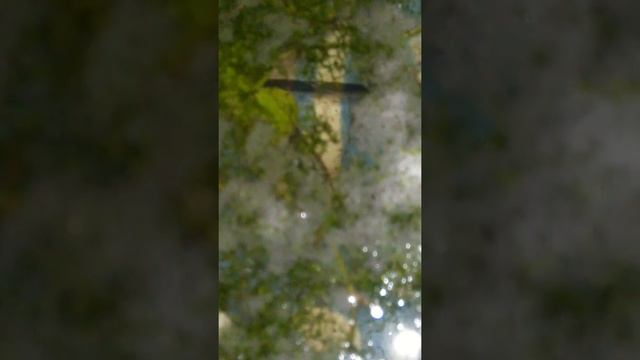 5 день нереста гурами я в шоке смотреть онлайн