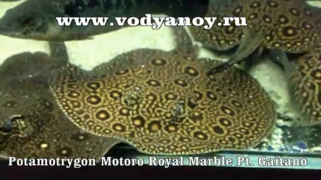 ROYAL MARBLE смотреть онлайн
