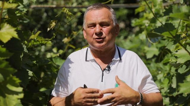 Мучнистая роса на винограде. Как уберечь растение от “пожара” и получить богатый урожай? смотреть онлайн