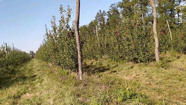 Работа в САДАХ Целое поле яблок КРАСНЫЕ ЯБЛОКИ смотреть онлайн