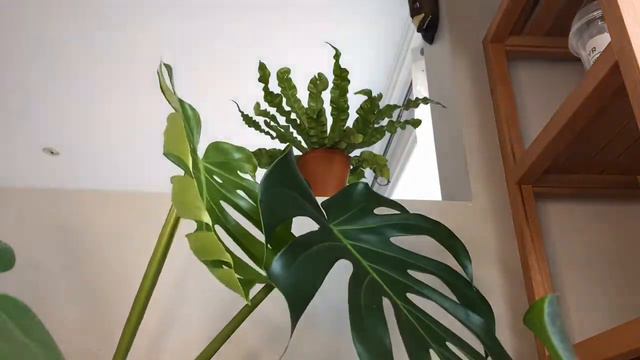 The Birth of a Young Monstera Deliciosa Leaf Time Lapse смотреть онлайн