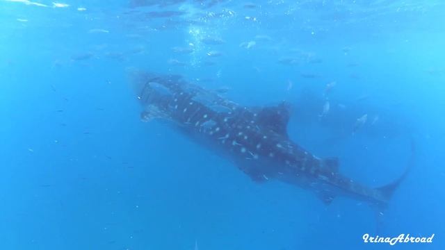 VLOG МЫ ПЛАВАЛИ С КИТОВЫМИ АКУЛАМИ!!! ФИЛИППИНЫ смотреть онлайн