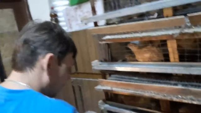 #103 #миниферма #перепела Формируем семьи перепелов. Вывод перепелов.we form quail families .quail смотреть онлайн