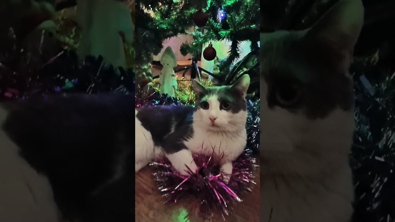 До Нового года осталось...#кот #мурзик #питомец #лайк #котики #приколы #добро #новыйгод #ёлка смотреть онлайн