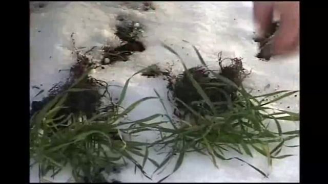 Инновационное био-органическое нано удобрение НАГРО смотреть онлайн