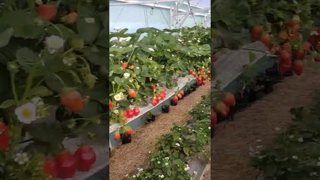 Результат нескольких месяцев борьбы с земляничным клещём и трипсом на клубнике! смотреть онлайн