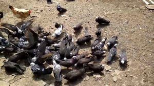 Голуби николаевские