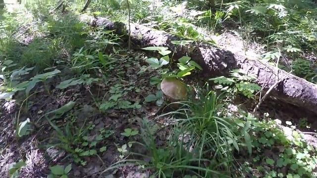 ТИХАЯ ОХОТА ПОИСК ГРИБОВ ОТКРЫТИЕ ГРИБНОГО СЕЗОНА THE MUSHROOMS WENT BLUEBERRY A LOT смотреть онлайн
