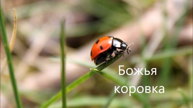 Луг царство цветов и насекомых смотреть онлайн