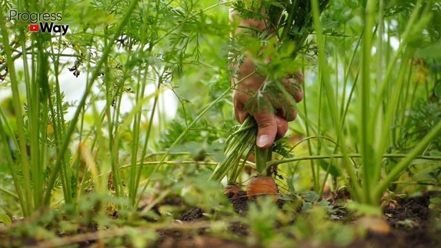 ЕЩЕ НЕ ПОЗДНО! Срочно сеем и выращиваем СЕНТЯБРЕ! смотреть онлайн