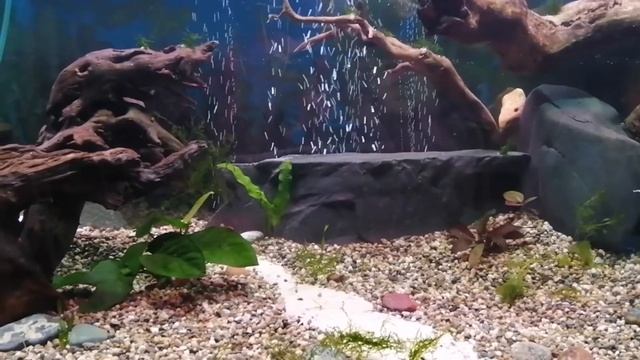 КОРЯГИ ДЛЯ АКВАРИУМА КАК ПОДГОТОВИТЬ смотреть онлайн