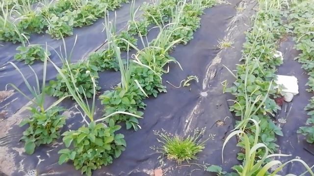 Клубника семь советов как вырастить достойный урожай смотреть онлайн