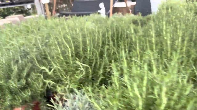 ??Hiç bir yerde görülmemiş Çiçek sonunda buldum?süpriz dolu bir Sera#almanya#garden#world#keşfet смотреть онлайн