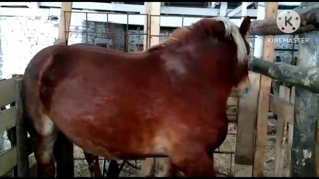 Продажа лошадей, Дмитрий 89237206845 смотреть онлайн