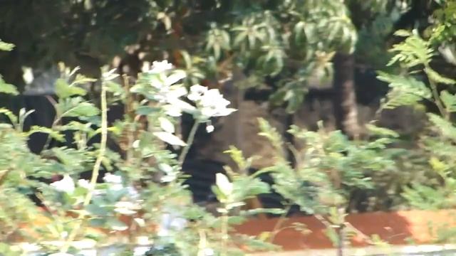 Sony DSC-HX1 video test and zoom[HD] !!!!!!!! смотреть онлайн