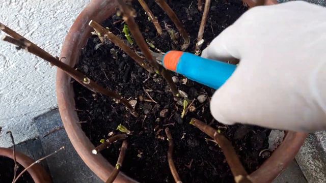 обзор и обрезка гортензии весной 😊💐👍 смотреть онлайн