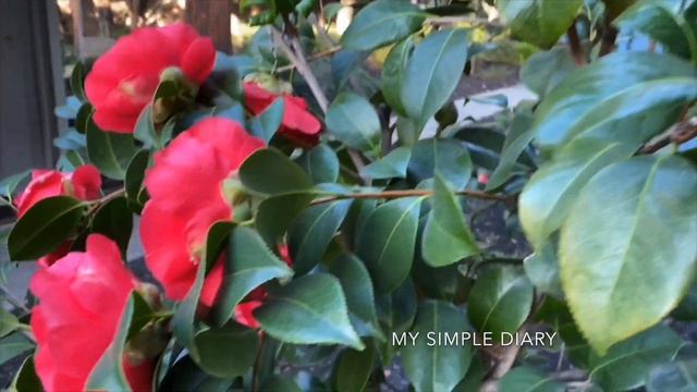 Red Camellia Japonica Flowers