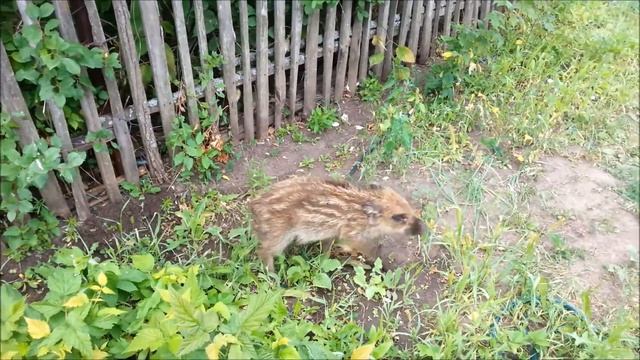 кабанчик забежал на дачный участок смотреть онлайн