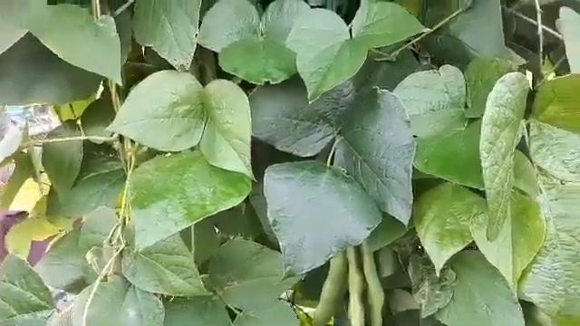 Созрела фасоль,сбор урожая смотреть онлайн