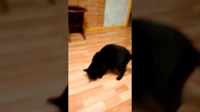 Кошка бегает за мячиком как собачка смотреть онлайн