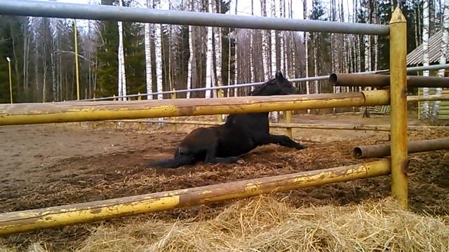 Скоро весна. Уже конь валялся .../Spring is coming. The horse 🐎🌲🌲 смотреть онлайн