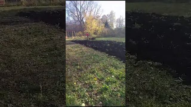 Мотоблок Грассхоппер(Мотор Сич) пашет сам. смотреть онлайн