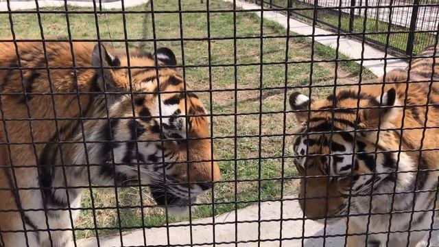 Василиса и ее кавалер. Амурские тигры. Тайган | Vasilisa and her boyfriend. Amur tigers. Taigan смотреть онлайн