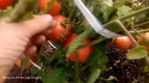 Обзор томатов в открытом грунте.Сибирские сорта.Томаты для лентяев.Урожай 2020.