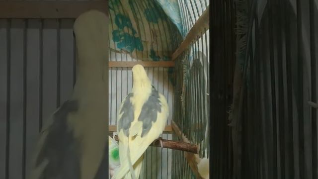 Попугай танцует под рок смотреть онлайн
