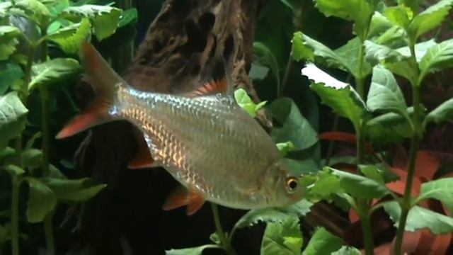 My second planted tropical fish tank part 2 смотреть онлайн