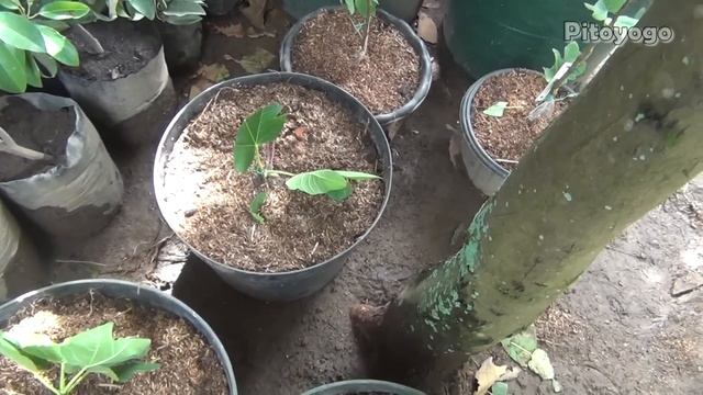 Ficus Carica Collection - Common Figs Tree - Buah Tin - Pokok Tin