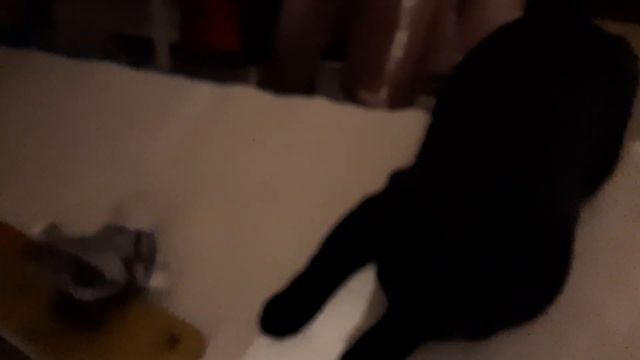 Котик приносящий свои игрушки !!! смотреть онлайн