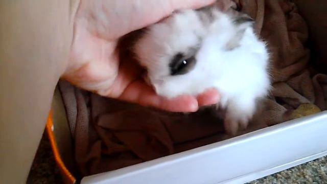 декоративные кролики смотреть онлайн