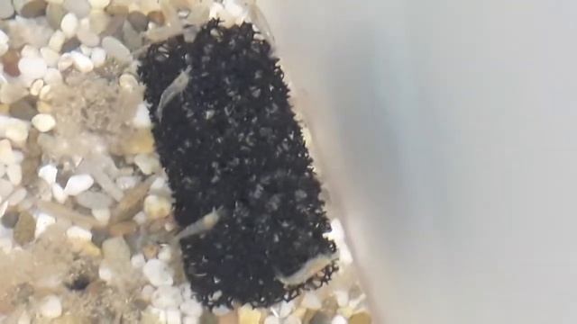 Как росли креветки с 1 дня до 43 дня. Этапы развития креветки