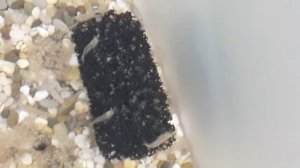 Как росли креветки с 1 дня до 43 дня. Этапы развития креветки