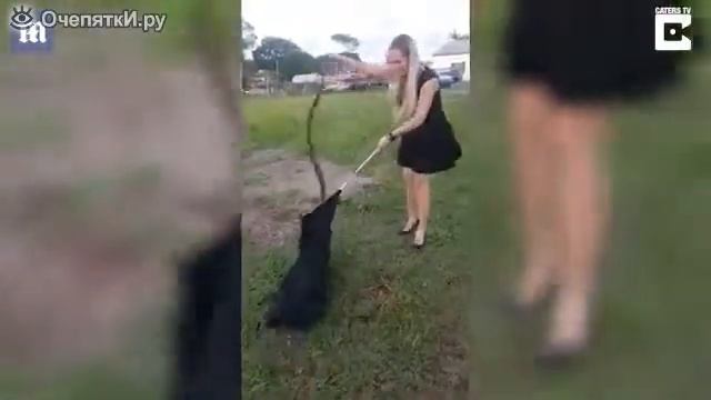 Хрупкая девушка ловит питона смотреть онлайн
