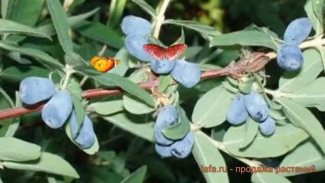 Жимолость съедобная Герда (lonicera edulis gerda) ? Герда обзор: как сажать, саженцы жимолости Герд смотреть онлайн