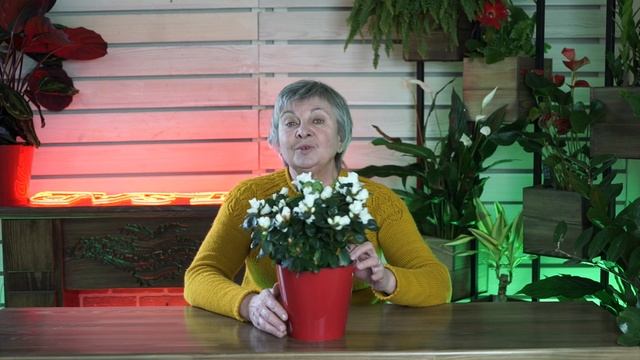 Проблемы с Азалией ✔️ Уход за Азалией ? Советы от Хитсад ТВ смотреть онлайн