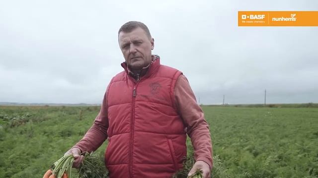 Промежуточная оценка гибридов моркови селекции Nunhems, на торфах. Поля компании МосАгроФуд смотреть онлайн