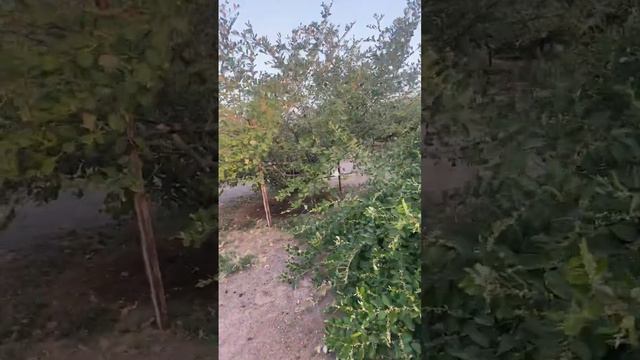 نظافة حديقة نبق ، тоза кардани боғи Набақ ё Кунор ё Бер смотреть онлайн